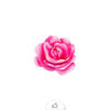 Tatouages éphémères Camelia x5.